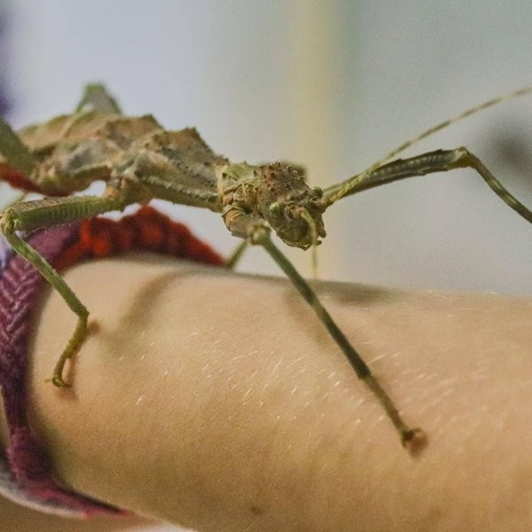 Выставка «Богомолы – насекомые с другой планеты»