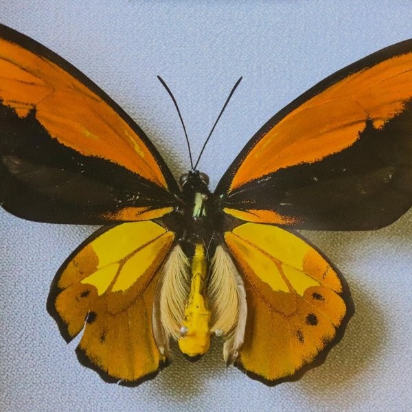 Выставка «Живые бабочки»