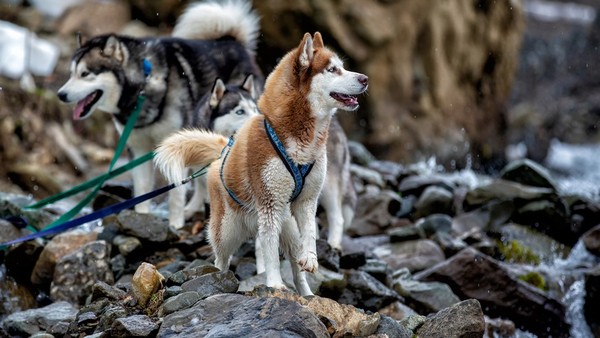 «В гостях у хаски» — этноцентр на вершине горы Ахун