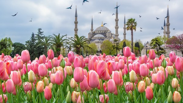 Тюльпанная история Стамбула