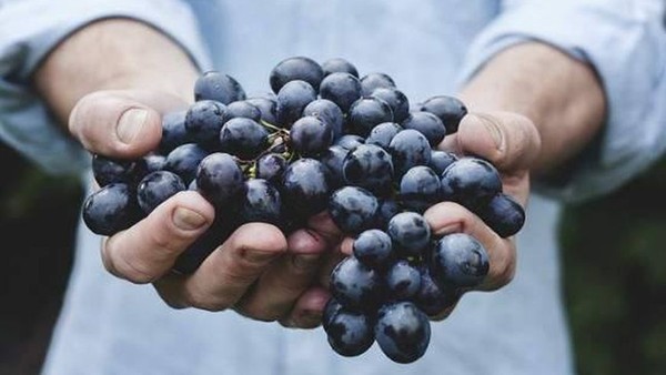 Искусство органического виноделия