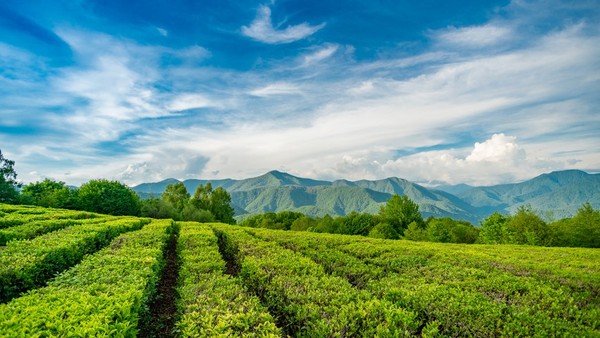 Курортный Сочи: Мацеста, чайная плантация, ферма Экзархо и Бабушкина хата (на вашем авто)