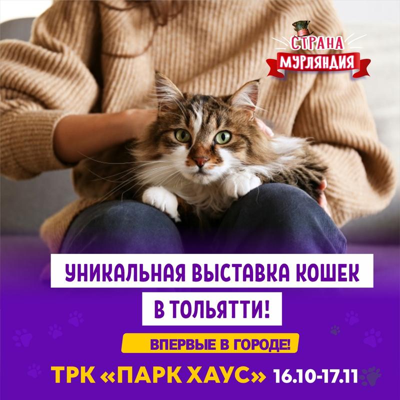 выставка кошек "Страна Мурляндия" 16 октября 2024 г.