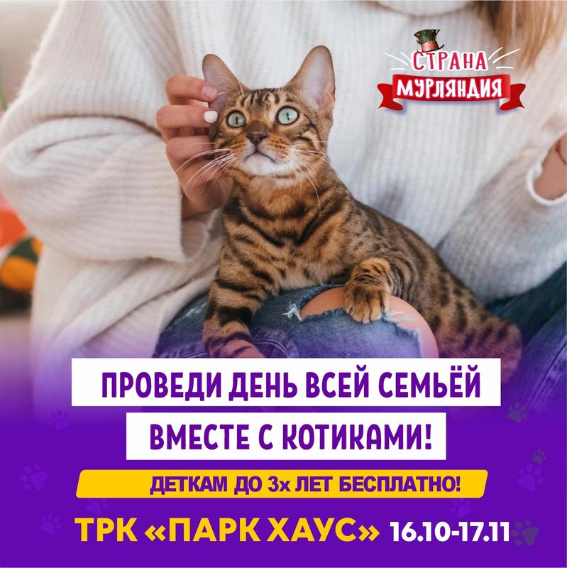 выставка кошек "Страна Мурляндия" Тольятти