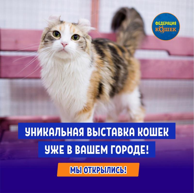 выставка кошек Федерация Кошек" Владимир