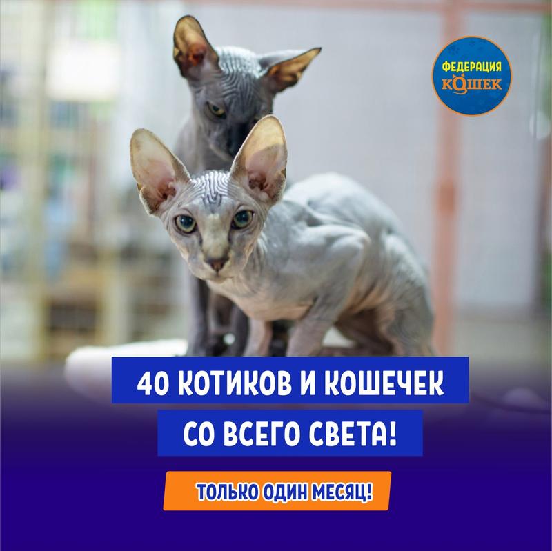 выставка кошек Федерация Кошек" Владимир