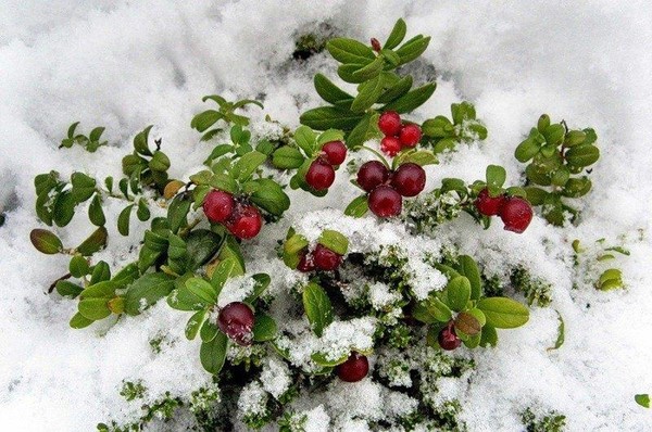 Программа «Секреты Анны Холодной»