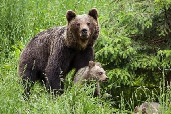 Познавательная программа «Медвежьи секреты»