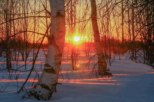 Фотовыставка «Путешествие в зимний лес»