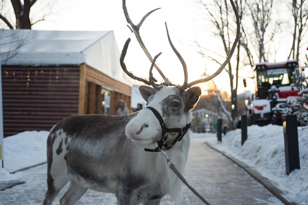 Городская ферма