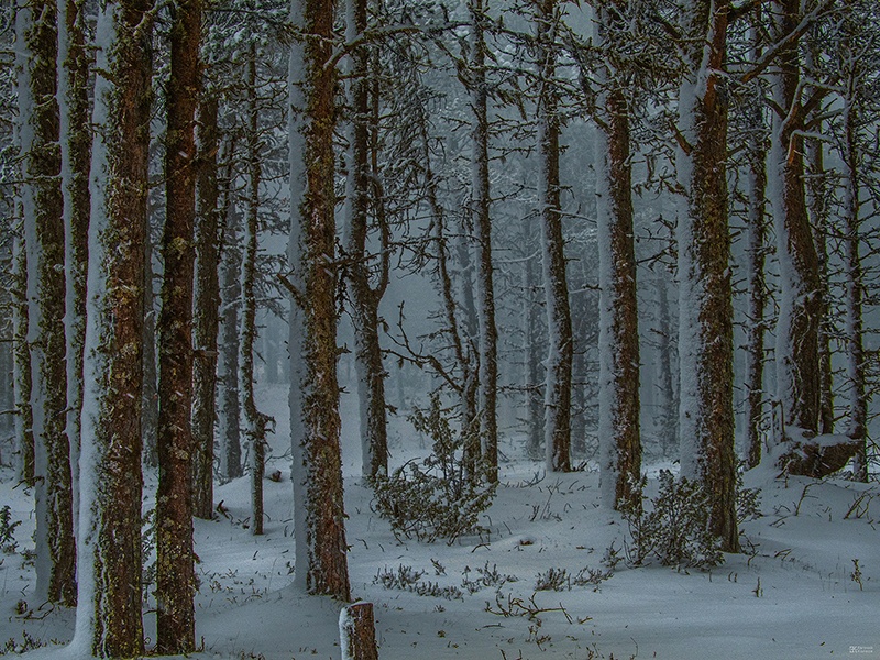 Фотопленэр «Приемы съемки зимнего пейзажа»