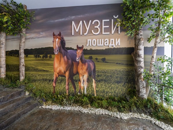 Обзорная экскурсия по интерактивной экспозиции «Музей лошади»