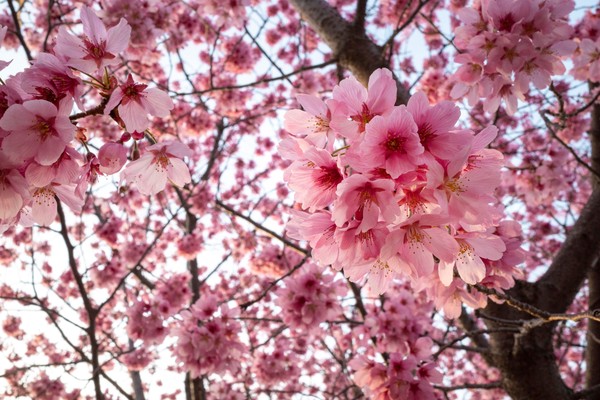 Прием заявок на фотоконкурс «Сакура в цвету»