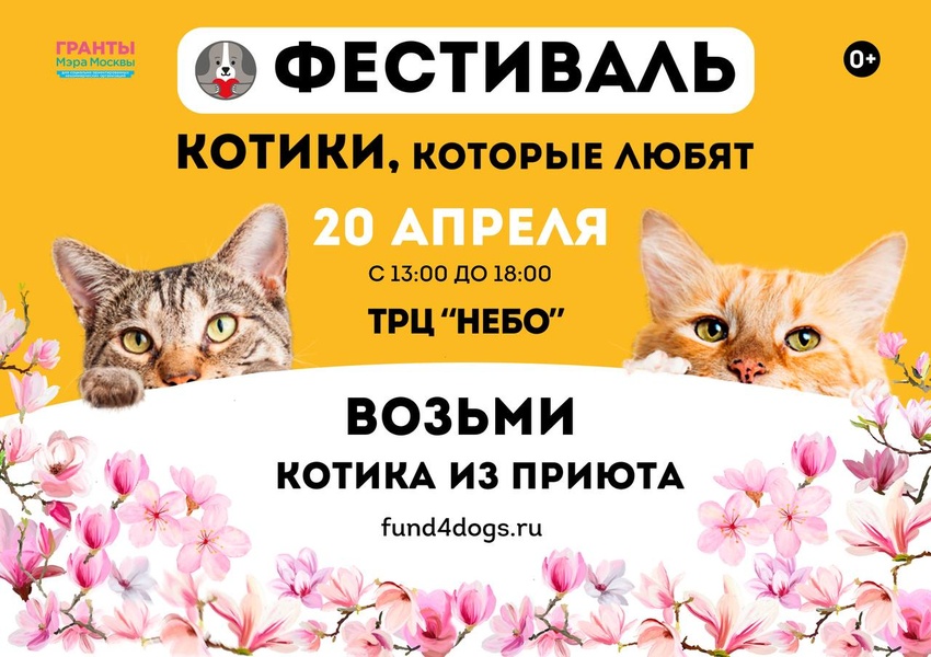 Подарите дом питомцу из приюта на фестивале «Котики, которые любят»
