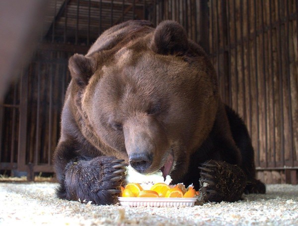 Показательное кормление медведя