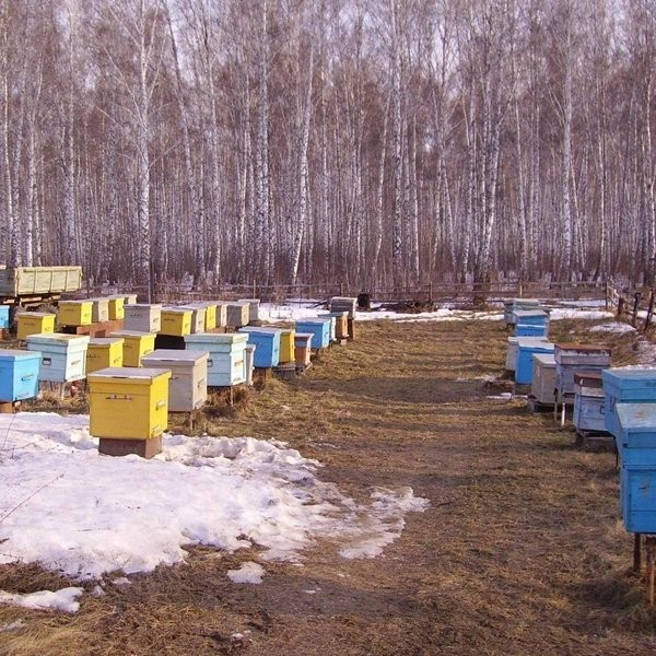 Час русской культуры «День Зосимы-пчельника»