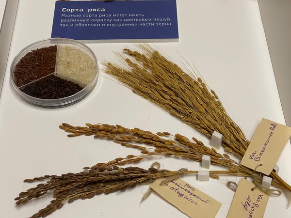 Выставка «ЗОЖ: зерно — основа жизни»