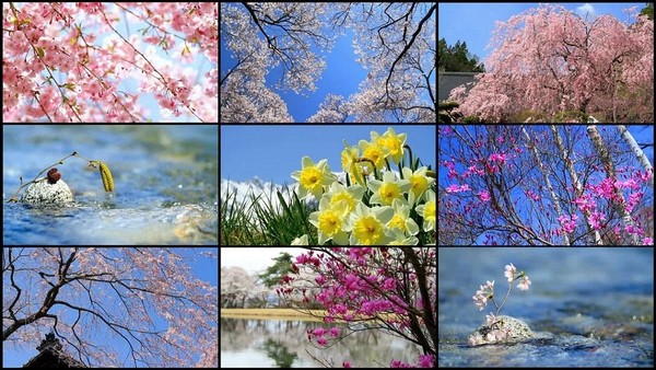 Фото коллаж«Весны очарование»