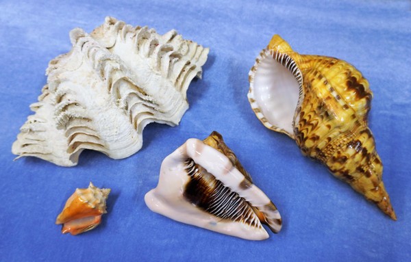Музейный урок «Напевы морской раковины»