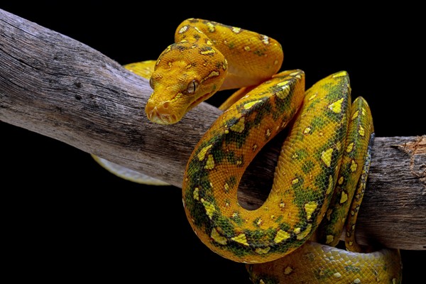 Змеи. Интерактивное знакомство с экзотическими животными