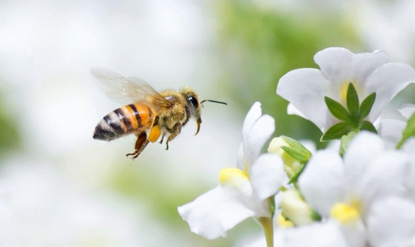 Программа «Всемирный день пчел»