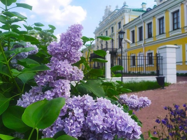 Экскурсия «Сирень как символ русского сада»