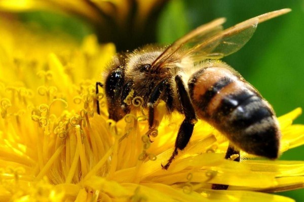 Познавательный час «Пчелиная академия»