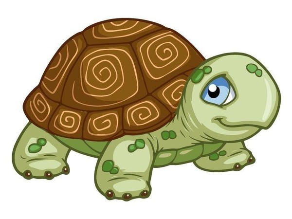 Программа «Всемирный день черепахи»