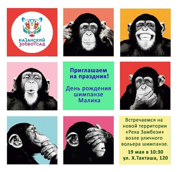 День Рождения шимпанзе Малика