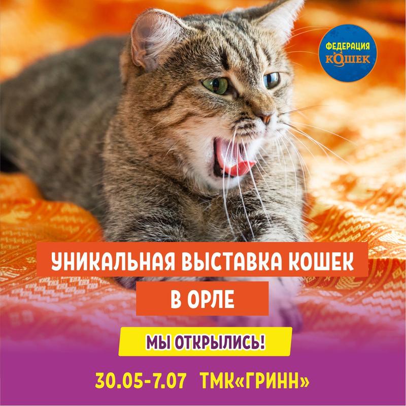 Эксклюзивная выставка Федерация кошек 30 мая 2024 г.