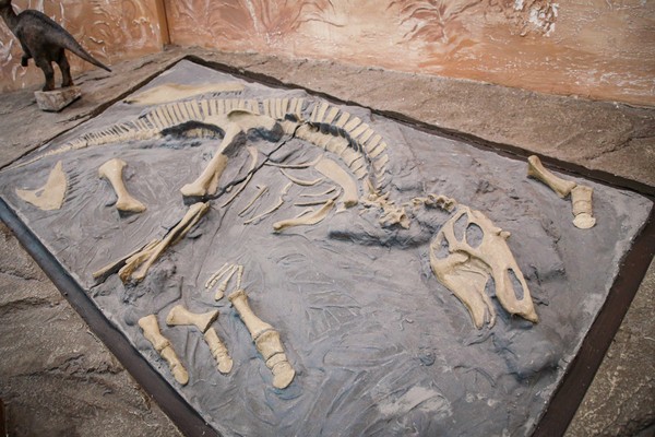 Музейно-образовательное занятие «Палеонтология для всех»
