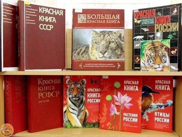 Экологический час «Галерея Красной книги»