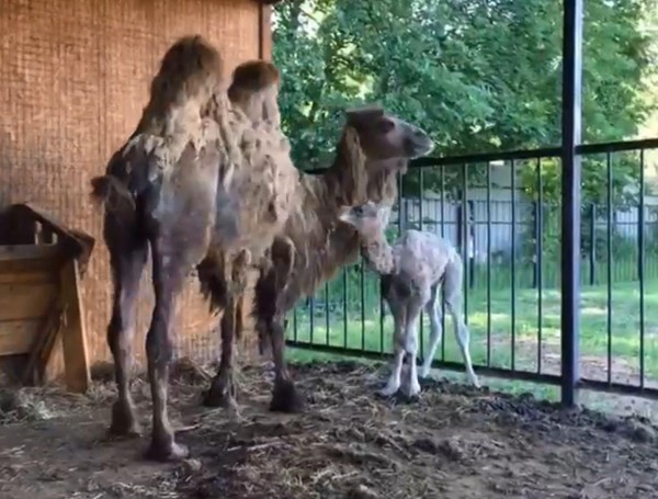 В зоопарке родился верблюжонок