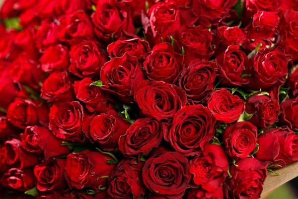 Программа «День красных роз»