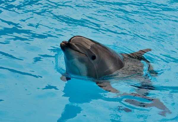 Представление с дельфинами