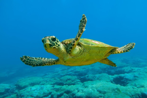 Программа «Международный день морской черепахи»