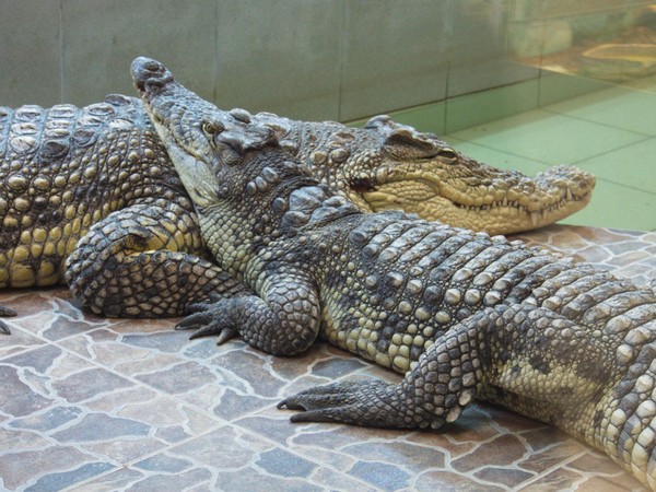 Всемирный день крокодила