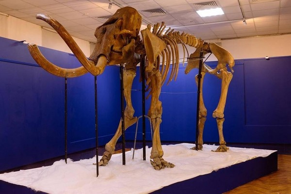 Экскурсия по выставке «Время мамонта»