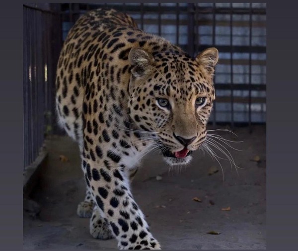 Показательное кормление леопардов