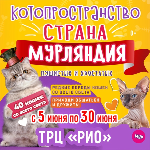 выставка котиков и кошек Страна Мурляндия