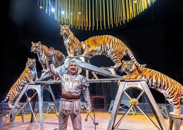 Итальянский цирк: слоны и тигры