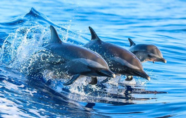 «А дельфины добрые…»