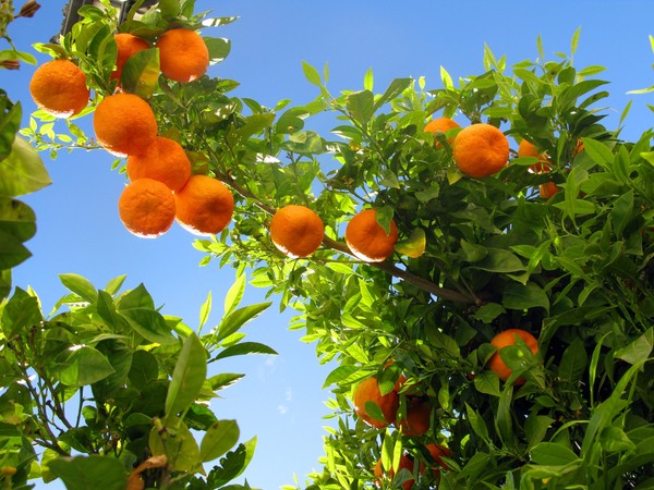Познавательная программа «Съедобные беседы: День цветения апельсина»