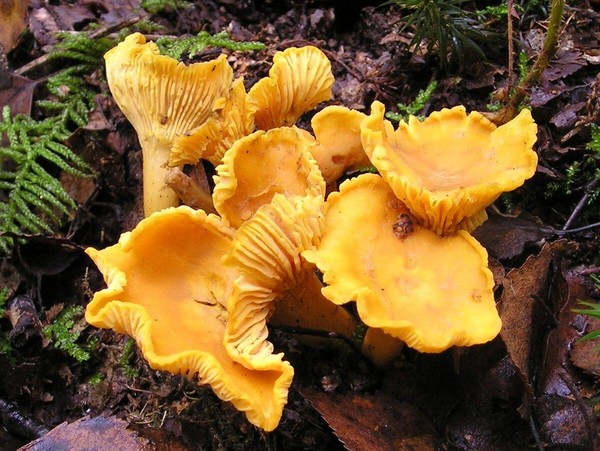 Беседа «Съедобные грибы. Лисички»