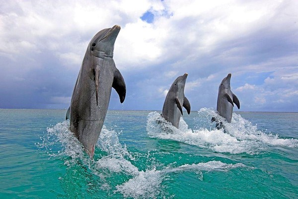 Программа «Всемирный день китов и дельфинов»