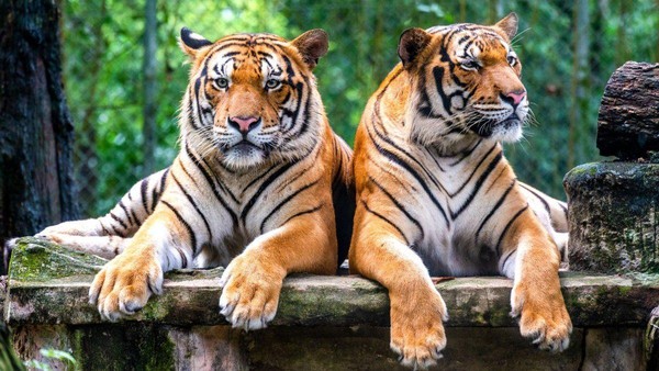 Программа «Международный день тигра»
