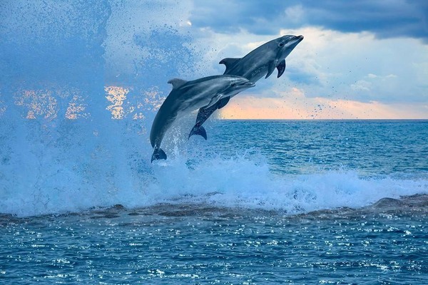«Всемирный день китов и дельфинов»