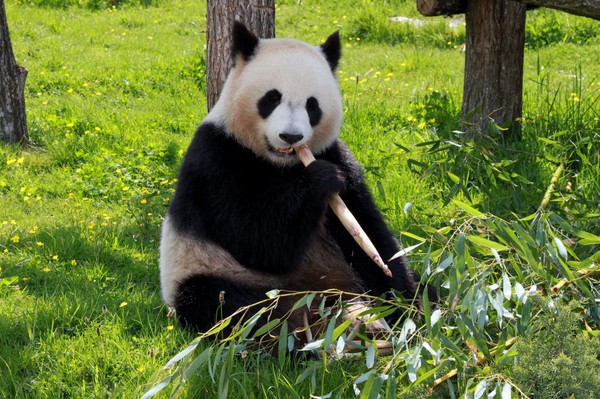 Информационный час «Панда – символ Китая»