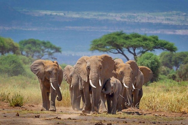 Программа «Всемирный день слонов»