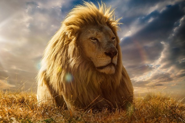 Книжная выставка «Лев – царь зверей»